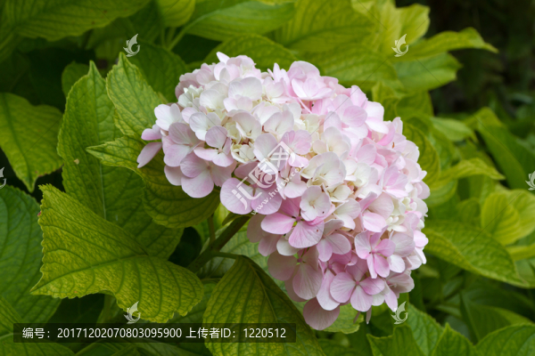光輝的八仙花屬（繡球花）