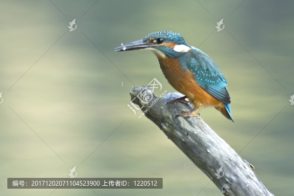 翠鳥