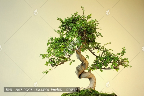 盆景：中國榆樹（ulmus,parvifolia）