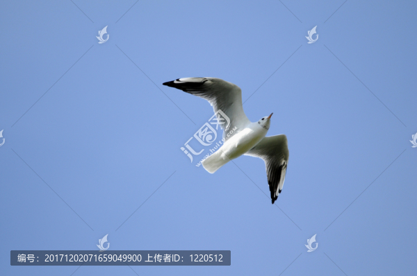 鷗