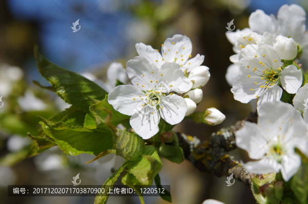 櫻花
