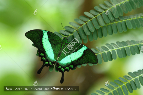 燕尾蝶（papilio,palinurus）