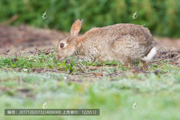 wildrabbit