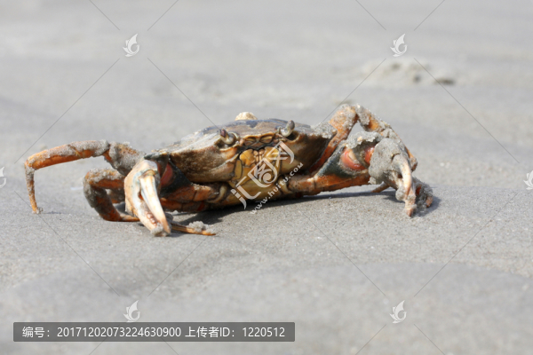 海灘螃蟹