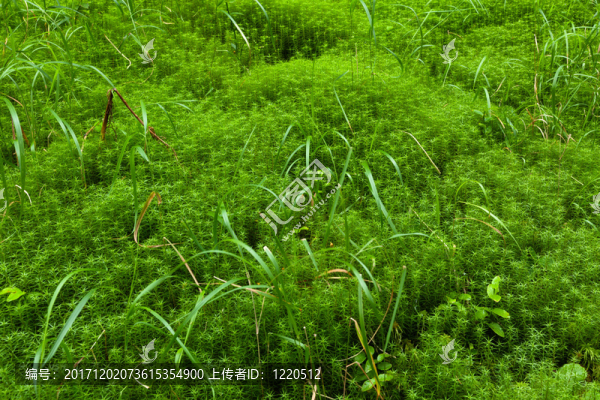 美麗的