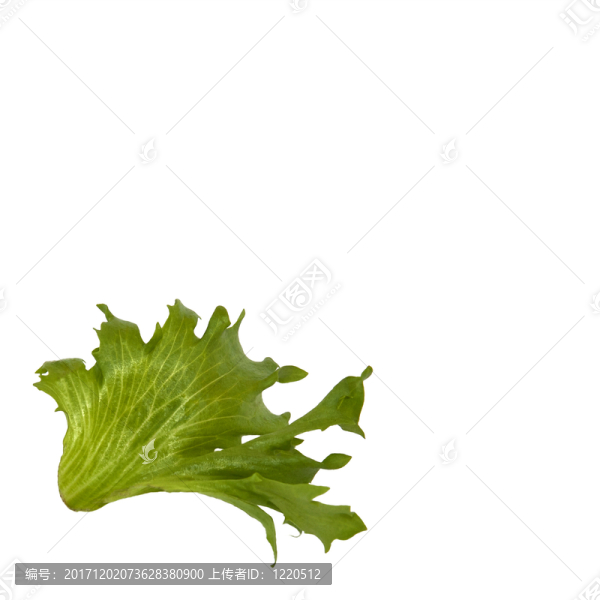 萵苣葉子
