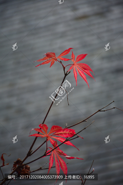 秋意