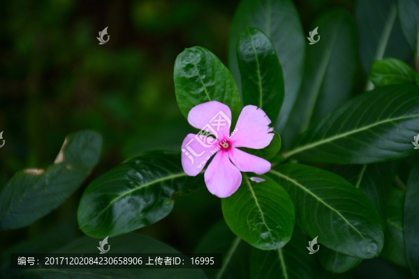 長春花