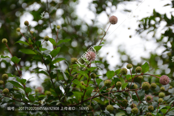 風(fēng)箱樹