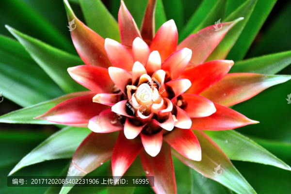 果子蔓花