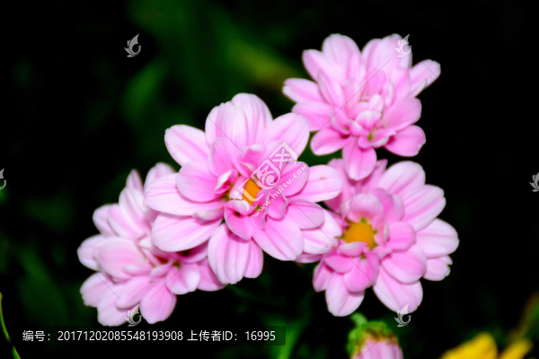 瓜葉菊