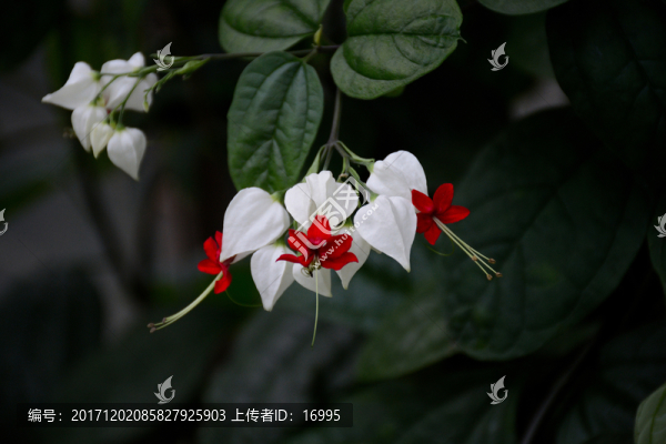 龍吐珠花卉