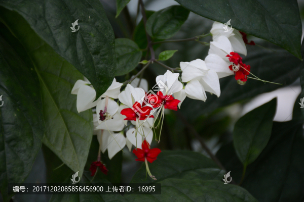 龍吐珠花卉
