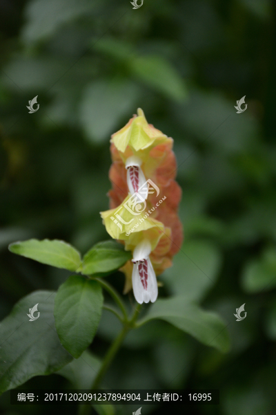 金苞花