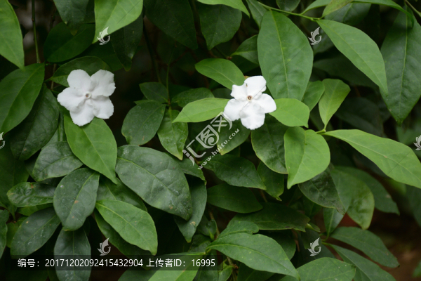 鴛鴦茉莉