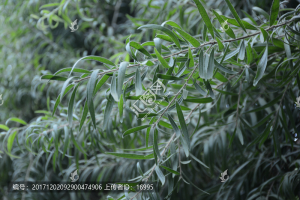 相思樹