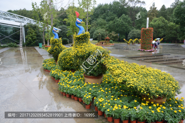 菊花展覽