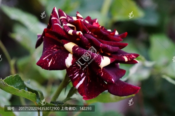 月季花
