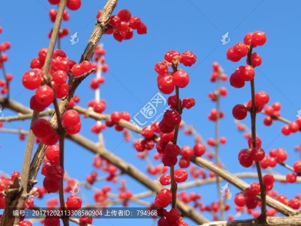 忍冬果實(shí)