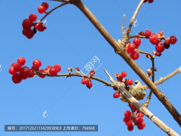 忍冬果實(shí)