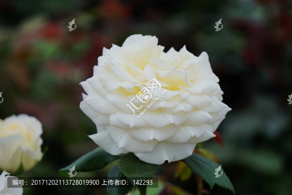 白月季