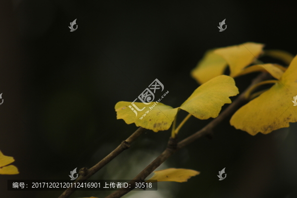 秋意盎然
