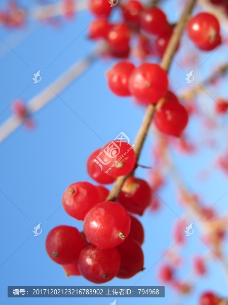 忍冬果實(shí)