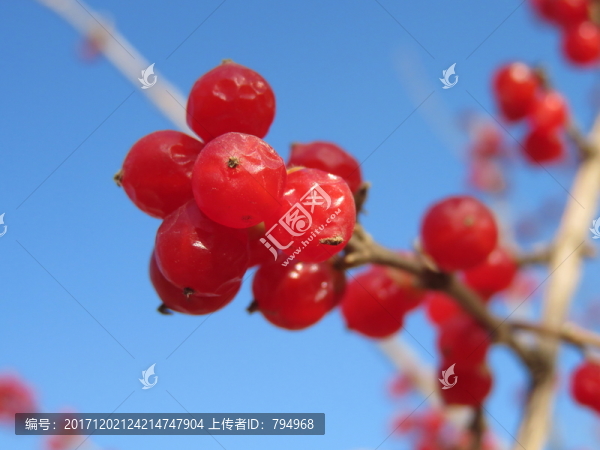 忍冬果實(shí)