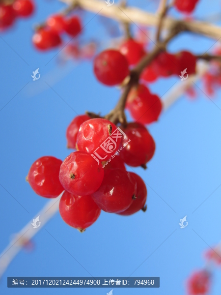 忍冬果實(shí)