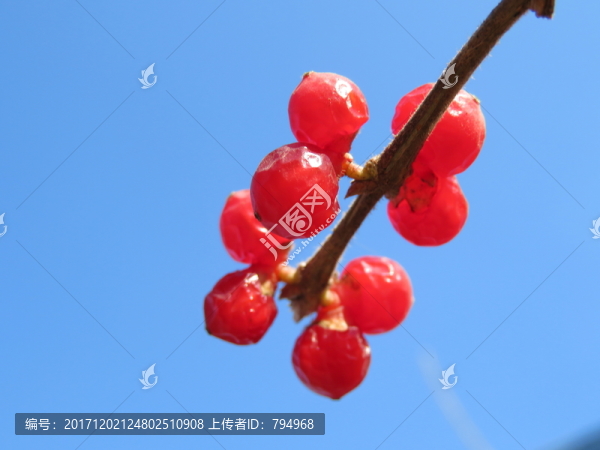 忍冬果實