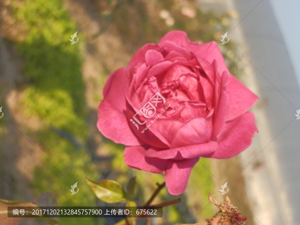 玫瑰花