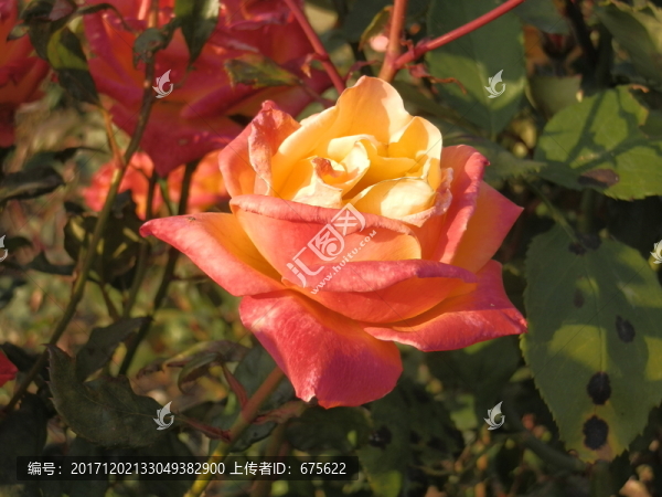 玫瑰花