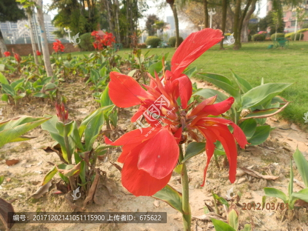 花