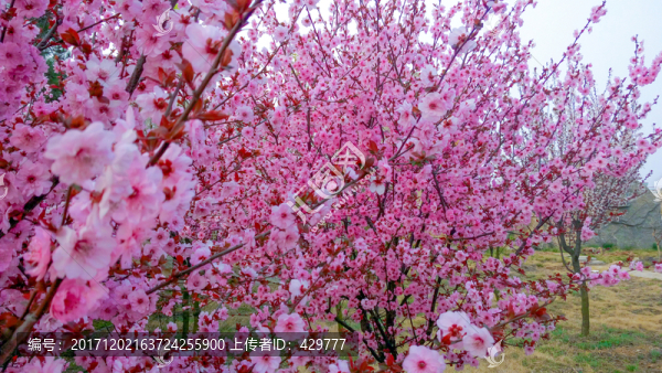 櫻花園