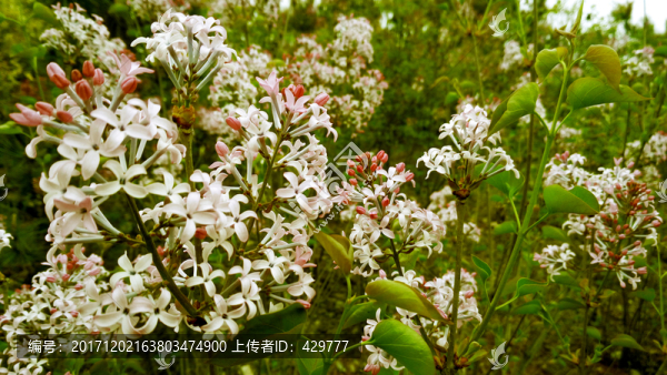 丁香花