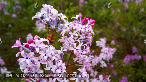 丁香花