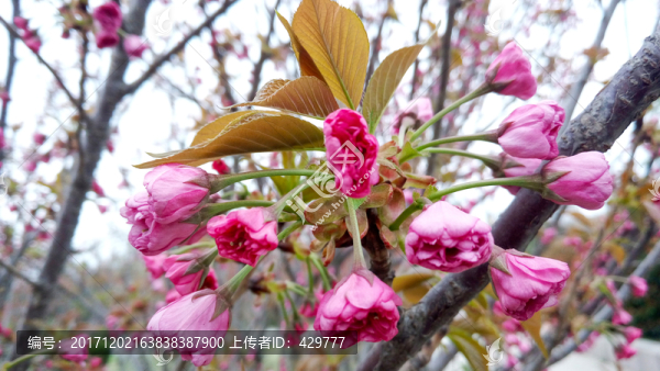 櫻花