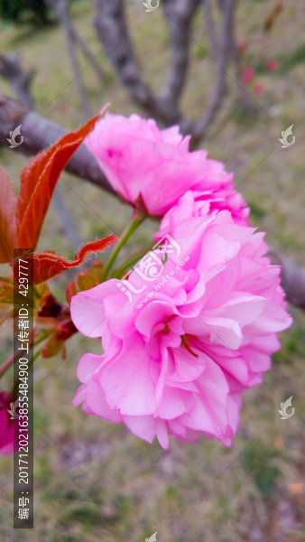 櫻花