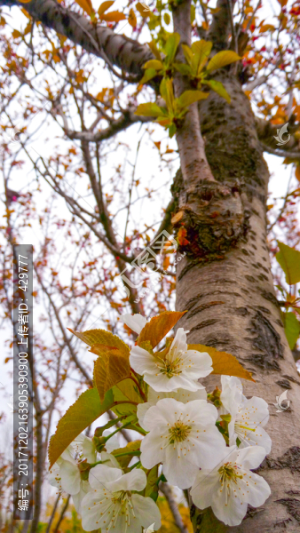 櫻花,櫻花樹(shù)