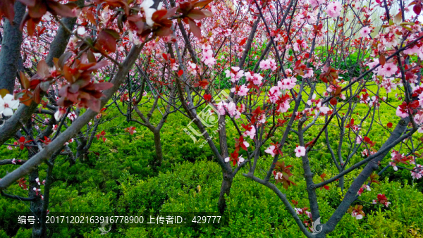 櫻花園