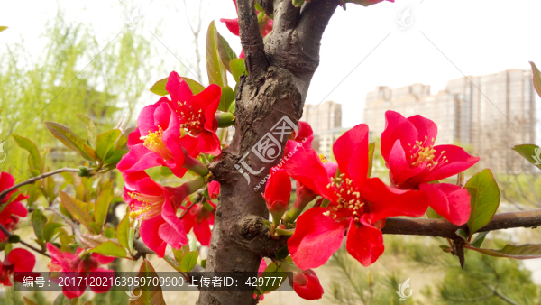 海棠花