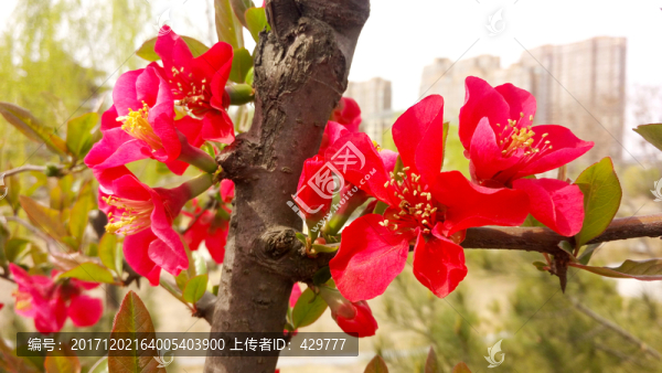 紅海棠