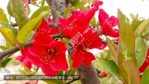 海棠花