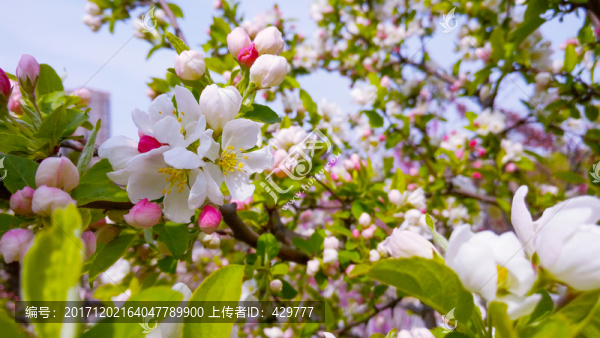 海棠花,庭院花卉
