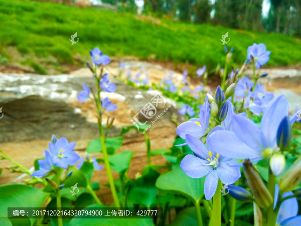 水塘紫色花,水草