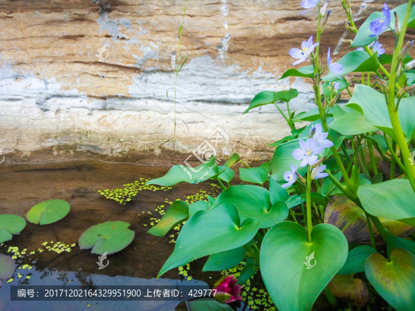 池塘水生植物