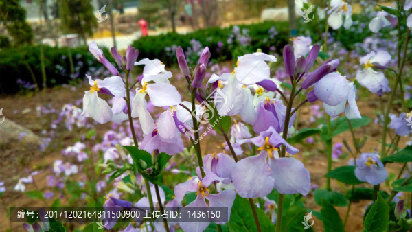 公園花草