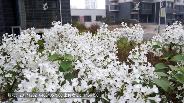 小區(qū)丁香花,小區(qū)綠化