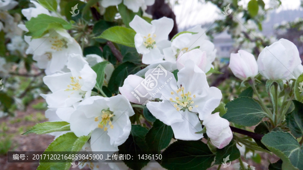 沙果花,,小沙果