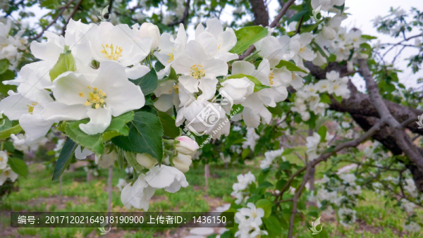 沙果,,蘋果花